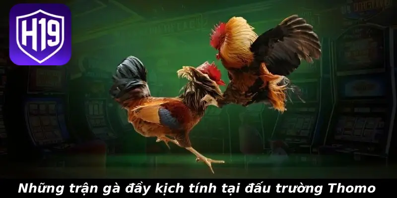 Những trận gà đầy kịch tính tại đấu trường Thomo
